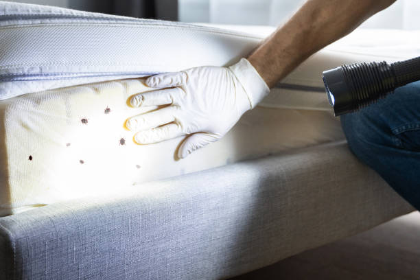 Best Termite Control Services  in Hermitage, PA